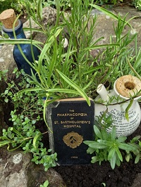 Herbs found in the churchyard